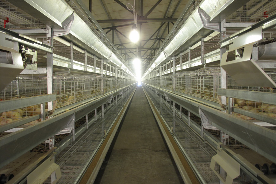 Automatic Multi-Tier Broiler cage system for chicken