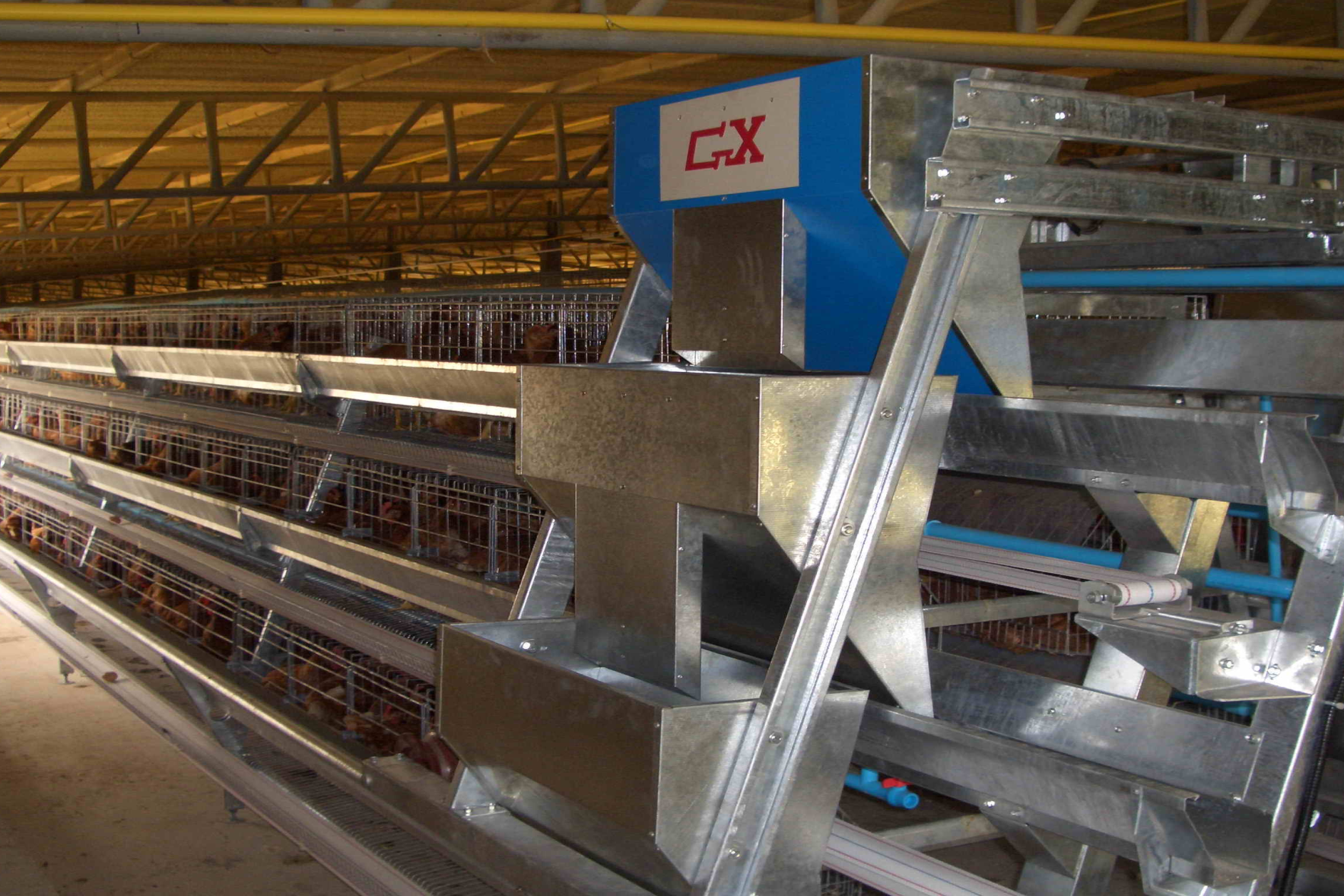 A Frame Breeder Chicken Cage System