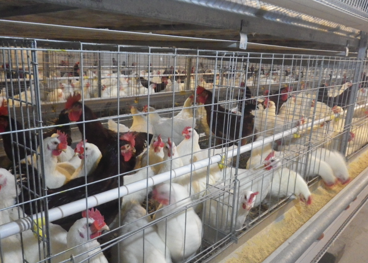 Breeder Chicken Cage System