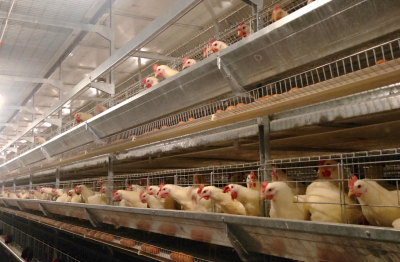 Top A-Frame Breeder Chicken Cage System Factories: A Comprehensive Buyer's Guide