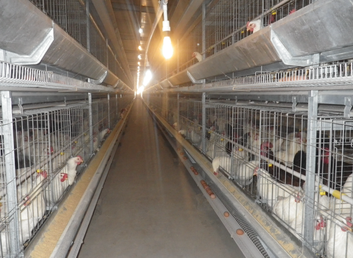 f78807b6c29f1d2b22b80a5c0d88b9d4 Breeder Chicken Cage System