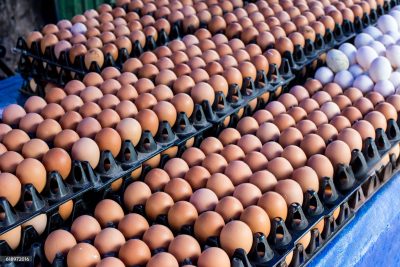 ROI of Automatic Egg Collection Systems in Large-Scale Farms