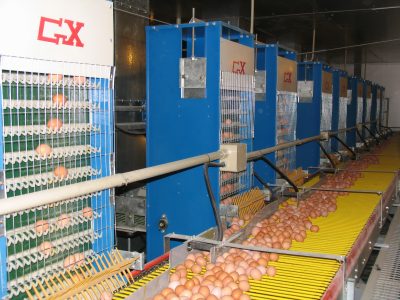 Die 10 besten automatischen Eiersammelsysteme für 2025