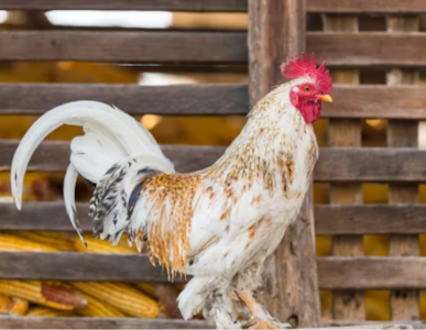 Poultry Layer Cages in India: A Comprehensive Price and Feature Comparison