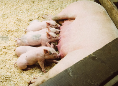 Was ist der Durchschnitt? PSY (Schweine/Sau/Jahr) Erklärt