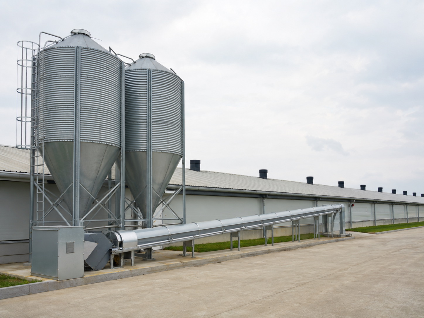 poultry feed conveyor system