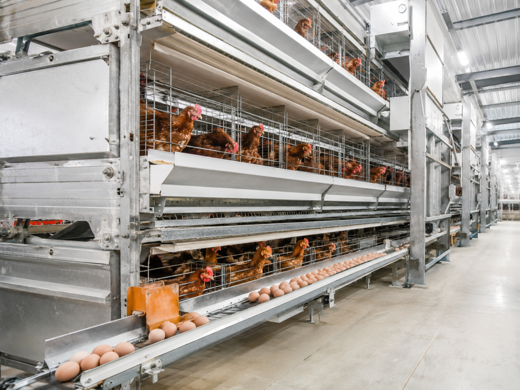 Multi-Tier Cage Automatic Feeding System: How Large-Scale Poultry Farms Can Improve Feeding Efficiency