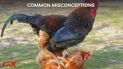 ¿Cómo fertilizan los huevos los gallos? Todo lo que debe saber sobre la reproducción de las gallinas