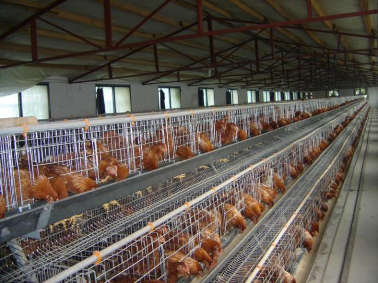 Poultry House Design: Key Principles, Types, and Best Practices for ...
