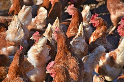 Poultry House Design: Key Principles, Types, and Best Practices for Modern Farming