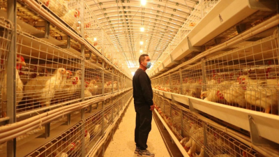 A Frame Chicken Cage Dimensions: A Practical Guide for African Poultry Farmers