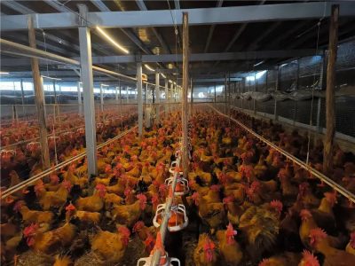 Comment créer une entreprise d'élevage de volailles