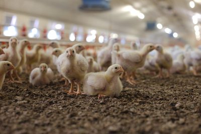 Le bec du poulet : Ce que c'est, les problèmes courants et comment soigner votre troupeau (Guide complet)