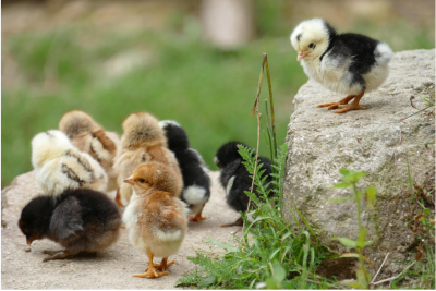 Le bec du poulet : Ce que c'est, les problèmes courants et comment soigner votre troupeau (Guide complet)