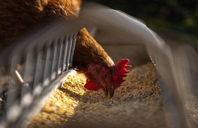 Les meilleures cages de ponte pour la production d'œufs : Augmenter l'efficacité et réduire les coûts