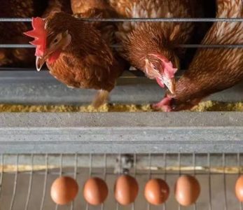 Las mejores gallinas ponedoras y su potencial de beneficio para las granjas avícolas de África, Oriente Medio y el Sudeste Asiático (2026)