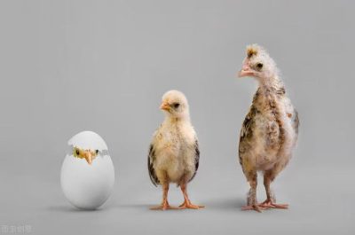 How Do Roosters Fertilize the Eggs?