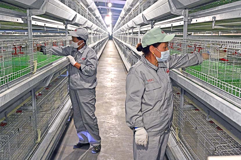 Shanxi Shilou Golden Rooster Project H type layer cage system