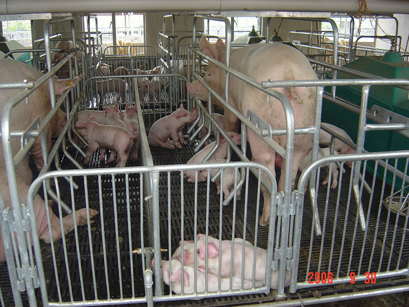 Sistema completo de jaulas de gestación galvanizadas en una moderna granja porcina