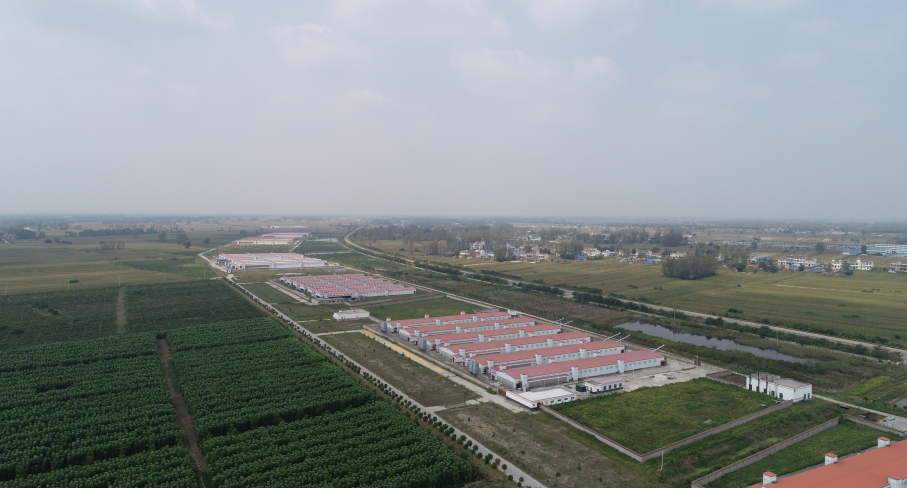 Anhui Lingbi 2.4 Million Laying Hens Intelligent Breeding IoT Project