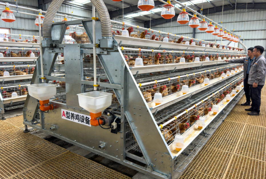 A type chicken cage