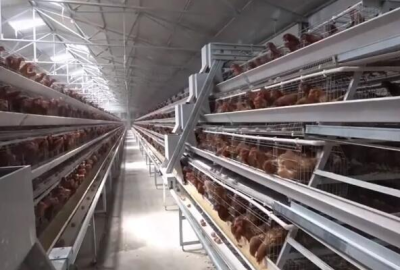 A-type Poultry Breeding Equipment Suitable for Tropical and Power-scarce Areas: Una introducción completa