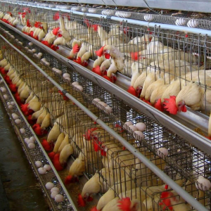 Multi-Tier Broiler Breeder Equipment: The Ultimate Solution for Modern Poultry Farms