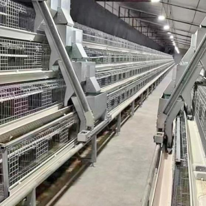 A-type Poultry Breeding Equipment Suitable for Tropical and Power-scarce Areas: Una introducción completa