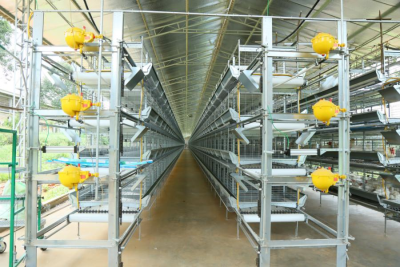 Pakistan Automatic Poultry Cage System Cost & ROI: Is It Worth the Investment?