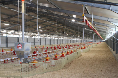 Poultry Farm Shed Cost for 10000 Birds: Building & Equipment Guide