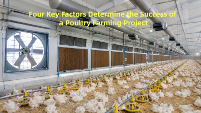 Four Key Factors Determine the Success of a Poultry Farming Project