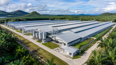 Proyecto de una granja avícola de 6 millones de gallinas ponedoras en Malasia: cómo la automatización escalable impulsa la producción industrial de huevos