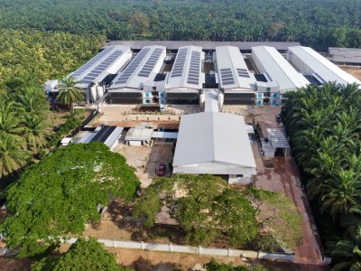 Proyecto de una granja avícola de 6 millones de gallinas ponedoras en Malasia: cómo la automatización escalable impulsa la producción industrial de huevos