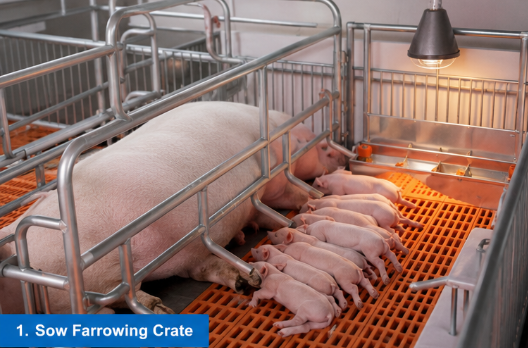 Australian Pig Farming Equipment: Import Modern Pig Farm Systems from China