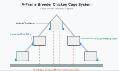 a frame breeder chicken cage system 