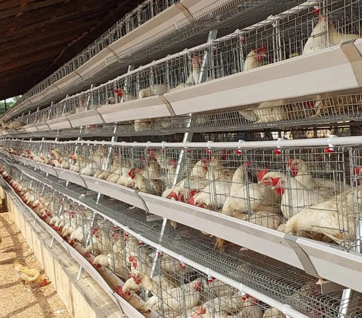 10,000-Layer Chicken Farm in Vietnam: Semi-Automatic Solution for Small and Medium-Sized Farmers
