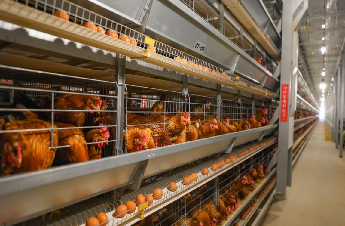 Fabricantes de maquinaria avícola en el Reino Unido: Guía del comprador 2026