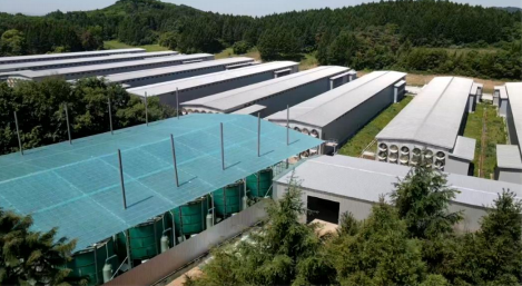 Guangzhou Conghua 1.5 Million Pullet Rearing Project