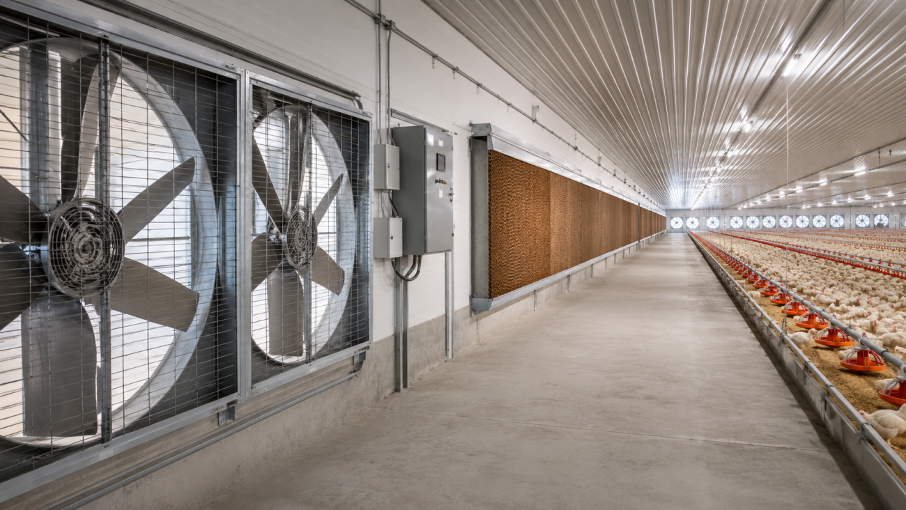 Poultry Equipment Manufacturers in Italy: A Complete Guide for Global Poultry Investors
