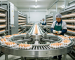 Central automatic egg collection line in a commercial layer farm, with conveyor belts transporting eggs from stacked cages to the egg grading area