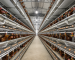 H-type automatic layer cage system with feeding, drinking and egg collection for a commercial layer farm in Nigeria